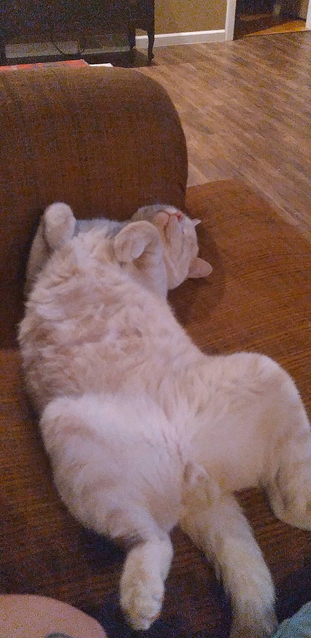 Mr. Meow is registered to the contest to win money with this photo: canidae, carnivore, claw, comfort, companion_dog, dog_breed, fawn, felidae, flooring, fur, hardwood, paw, small_to_medium_sized_cats, sporting_group, tail, terrestrial_animal, whiskers, wood, working_animal