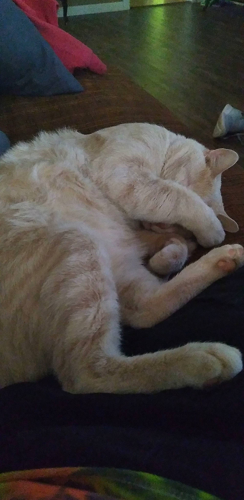 Mr. Meow joined the competition — help win amazing prizes! canidae, carnivore, claw, comfort, companion_dog, dog_breed, fawn, felidae, foot, fur, gesture, paw, small_to_medium_sized_cats, snout, sporting_group, tail, terrestrial_animal, whiskers, wood, wrinkle