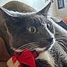 cat, gray_cat, white_fur, bow_tie, pet, close_up, whiskers, alert, indoor, blanket, feline, animal, domestic_animal, face, green_eyes, fur, resting, curious, cozy, home