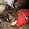 cat, gray_cat, yellow_eyes, whiskers, tattoo, pink_shirt, cartoon_print, close_up, indoor, relaxed, pet, animal, feline, person, clothing, resting, cozy, soft_lighting, portrait, cute