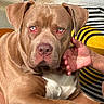 dog, brown_dog, pit_bull, portrait, close_up, sitting, indoor, pet, animal, floppy_ears, brown_fur, white_chest, nose, eyes, serious_expression, person, lap, striped_clothing, couch, cozy