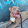 dog, pit_bull, canine, lying_down, sitting, happy, smiling, open_mouth, tongue, blue_eyes, short_hair, brown_fur, white_chest, leash, pavement, graffiti, wall, outdoors, portrait, urban