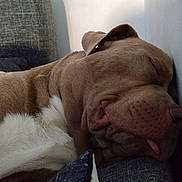 Zion participe au concours pour gagner de l'argent avec cette photo : dog, pit_bull, brown_dog, white_chest, sleeping, lying_down, relaxed, tongue, floppy_ears, pet, indoor, couch, sofa, wall, home, close_up, resting, tired, adorable, photography