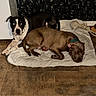 dogs, canine, pet, two_dogs, lying_down, sitting, resting, indoor, bed, blanket, quilt, tile_floor, home, collar, black_and_white_dog, brown_dog, short_hair, animal_portrait, relaxed, photograph