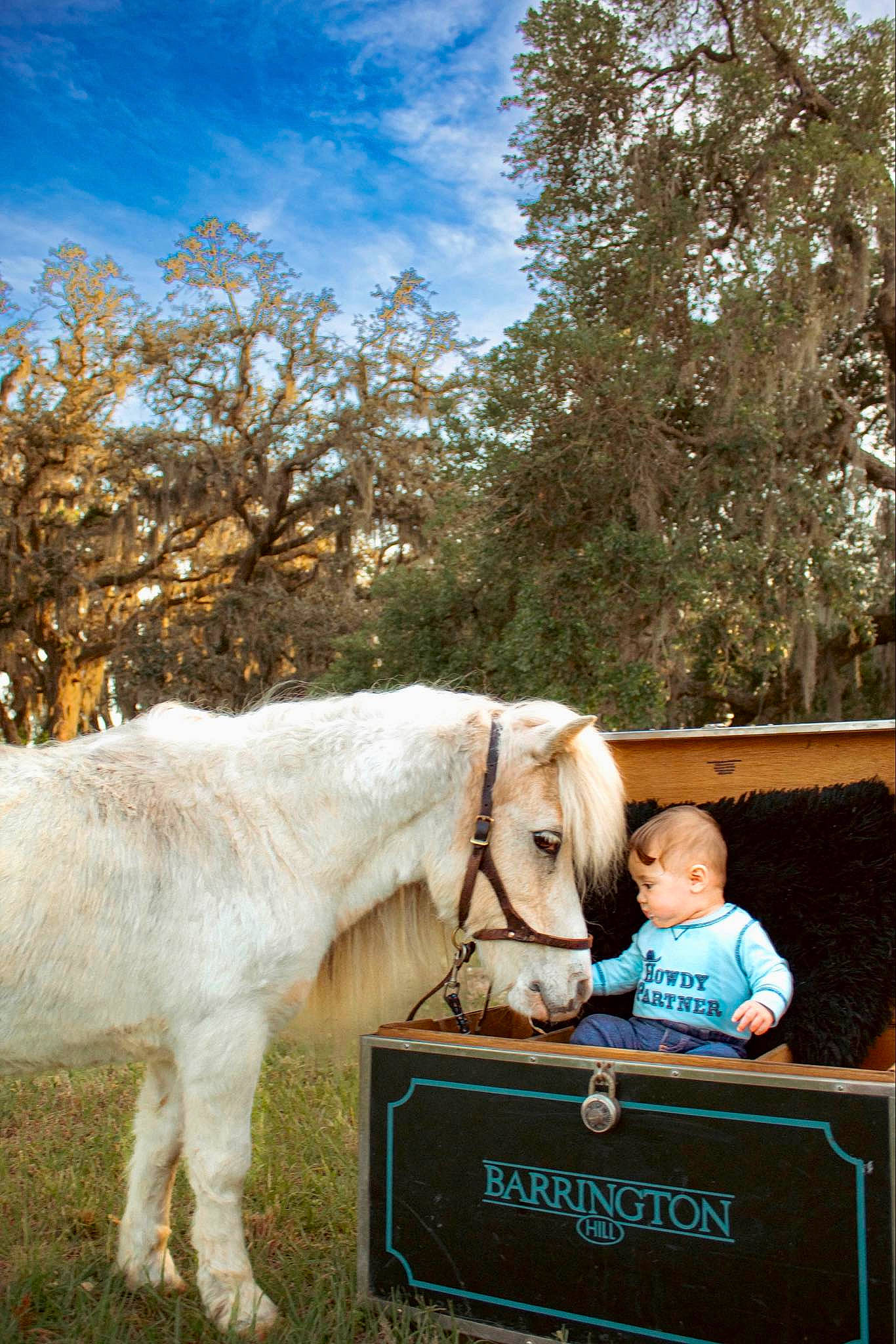 Mateo is registered to the contest to win money with this photo: bridle, cloud, dress, grass, happy, horse, horse_supplies, horse_tack, landscape, livestock, mammal, pack_animal, person, plant, recreation, rein, sky, t_shirt, tree, vertebrate