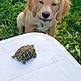 Sunny a rejoint le concours — aidez-le/la à gagner de superbes lots ! animal, close_up, companion_animals, curious, daylight, dog, golden_retriever, grass, greenery, looking, nature, outdoor, pet, puppy, reptile, slow_moving, small_animal, tortoise, white_surface, young_dog