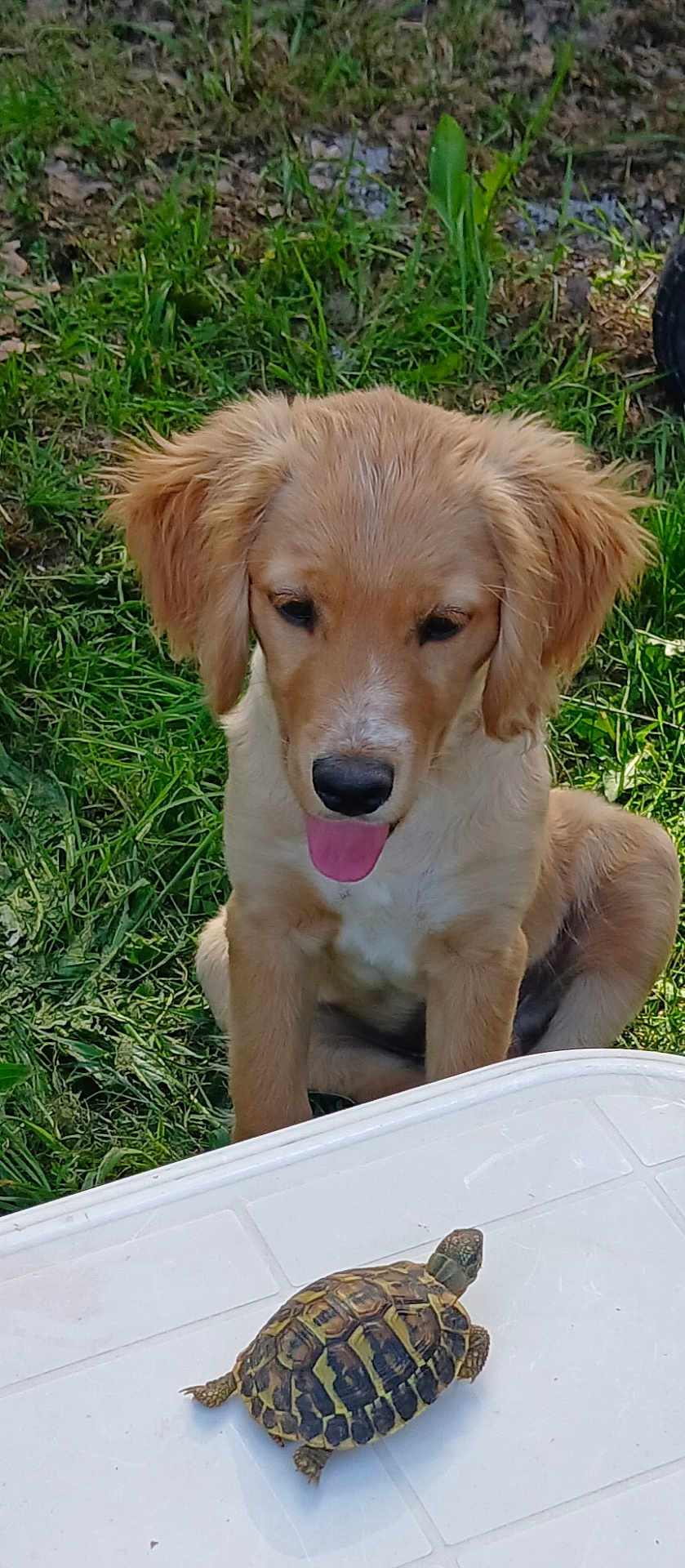 Sunny