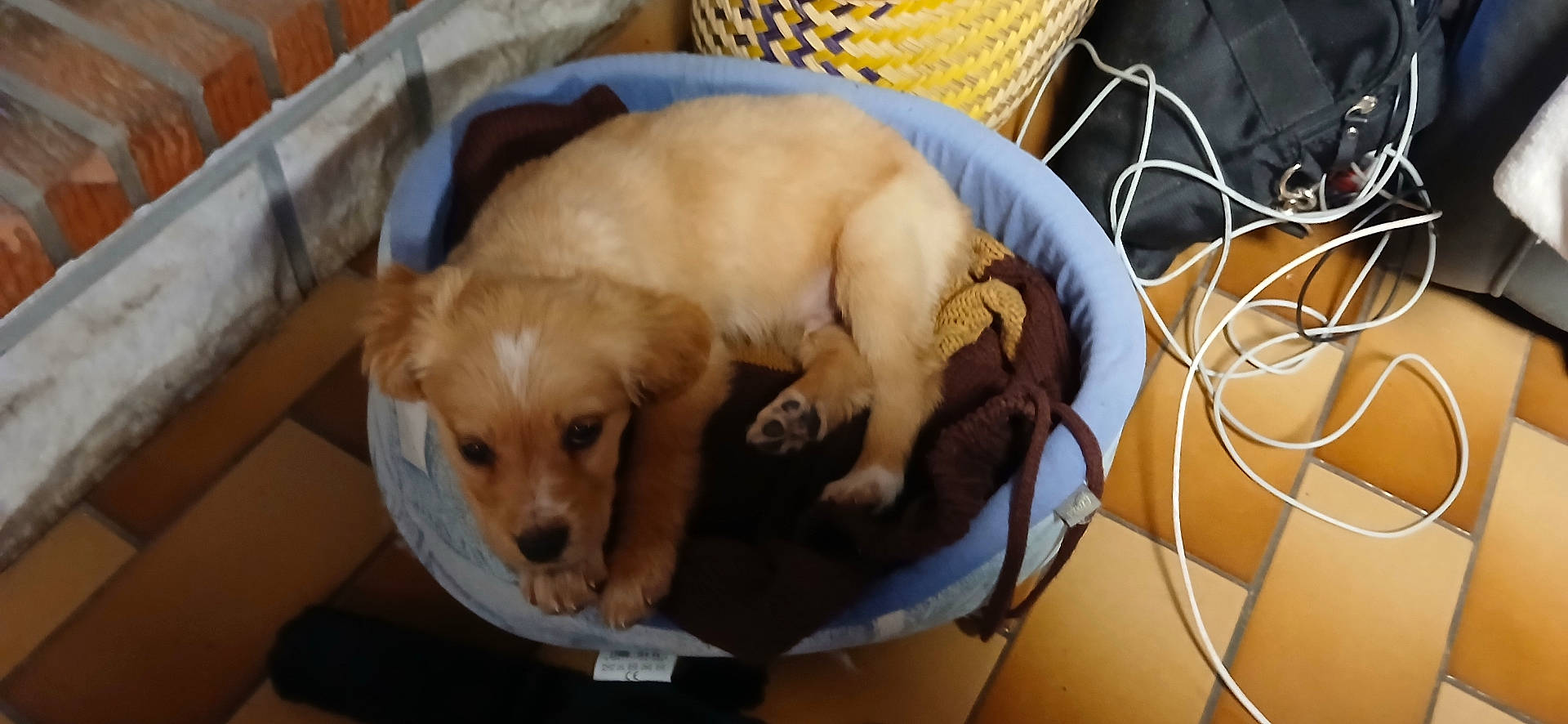 Sunny participe au concours pour gagner de l'argent avec cette photo : animal, basket, blanket, blue, brown, cozy, cute, dog, domestic, earphones, ears, floor_tiles, fur, indoor, paws, pet_bed, puppy, resting, small, young