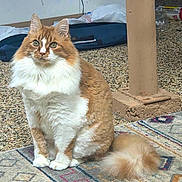 Ollie is registered to the contest to win money with this photo: cat, orange_and_white, fluffy, sitting, indoor, rug, patterned_rug, post, floor, pet, fur, whiskers, tail, alert, animal, domestic_cat, mammal, cute, feline, eyes