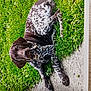 dog, grass, outdoor, animal, pet, brown, white, spotted, lying_down, ears, path, nature, canine, fur, daylight, portrait, mammal, relaxing, ground, curious