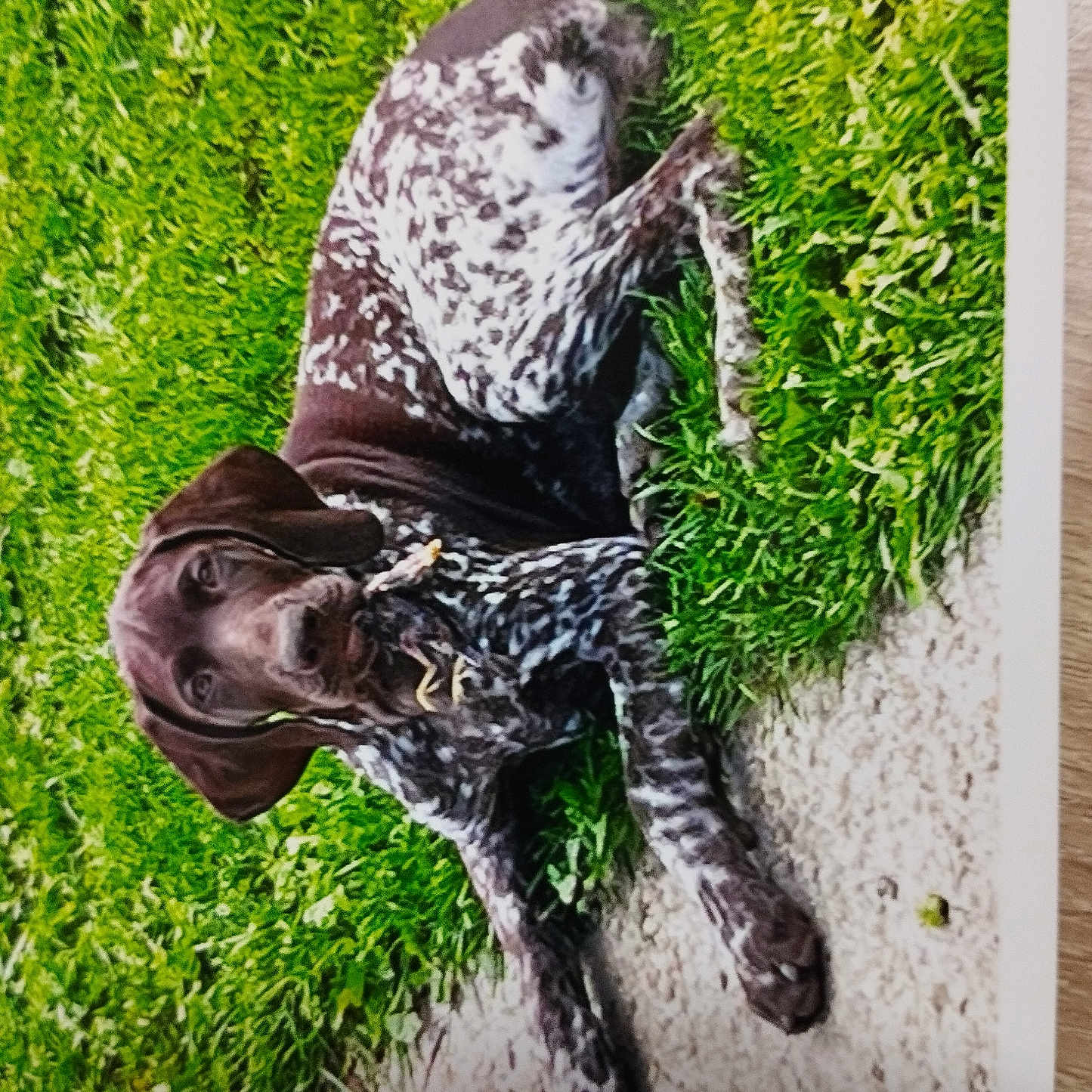 Utess a rejoint le concours — aidez-le/la à gagner de superbes lots ! animal, brown, canine, curious, daylight, dog, ears, fur, grass, ground, lying_down, mammal, nature, outdoor, path, pet, portrait, relaxing, spotted, white
