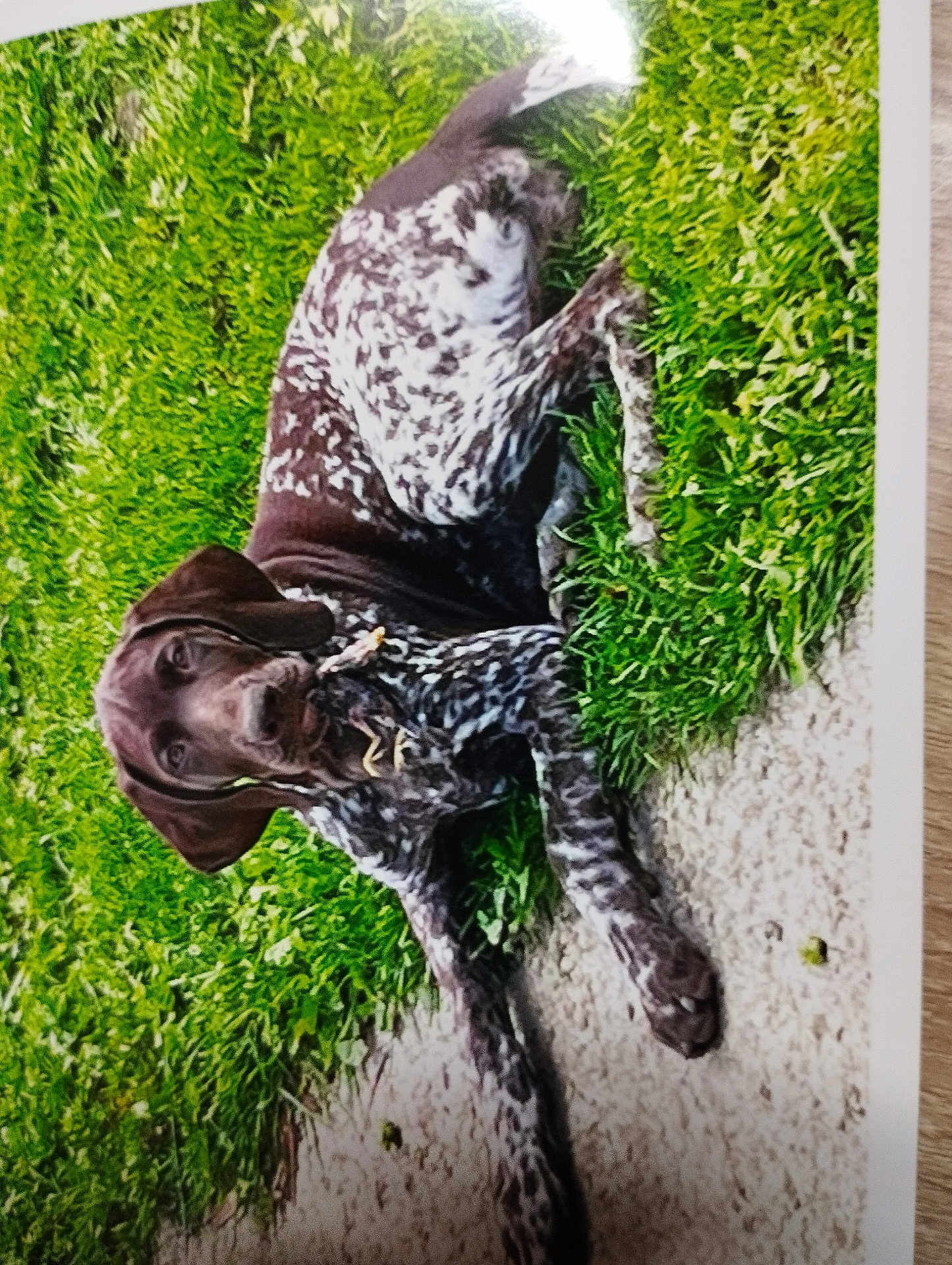 Utess a rejoint le concours — aidez-le/la à gagner de superbes lots ! dog, grass, outdoor, animal, pet, brown, white, spotted, lying_down, ears, path, nature, canine, fur, daylight, portrait, mammal, relaxing, ground, curious