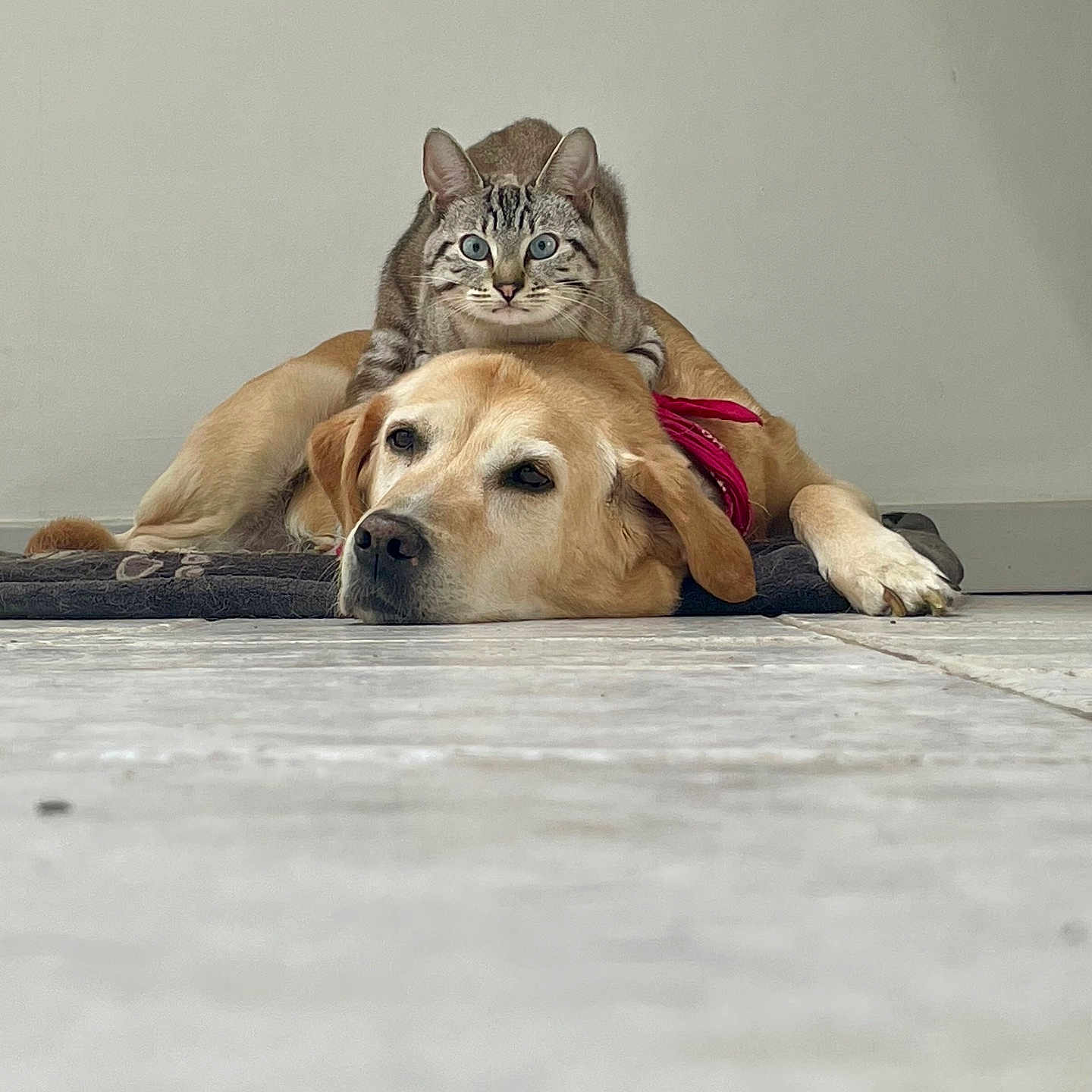 Kiara Et Syrax a rejoint le concours — aidez-le/la à gagner de superbes lots ! animal, beagle, bulldog, canine, cat, dog, goldenretriever, hardwood, hound, indoors, interiordesign, kitten, labradorretriever, leash, person, pet, pitbull, puppy, sleeping, wood