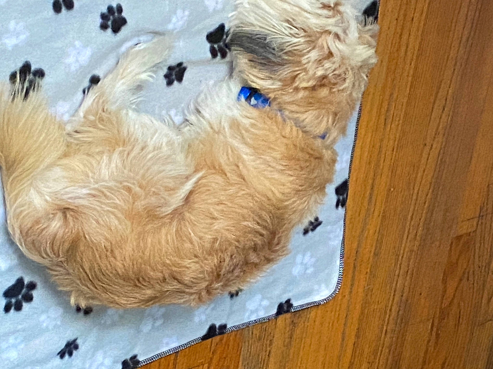 Shaggy is registered to the contest to win money with this photo: art, canidae, carnivore, companion_dog, dog, dog_breed, fawn, fur, hardwood, liver, plank, plywood, snout, sporting_group, terrier, toy_dog, varnish, wood, wood_stain, working_animal