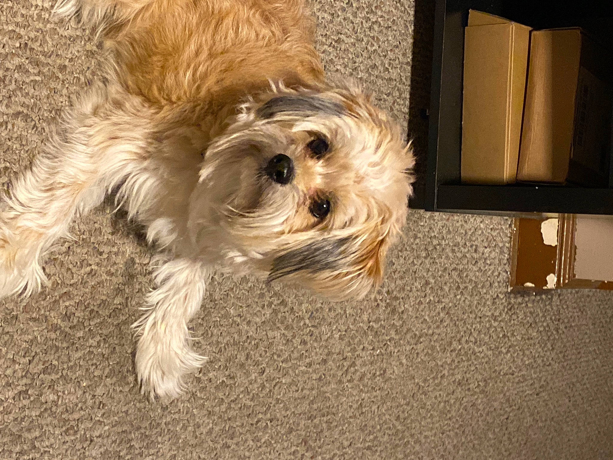 Shaggy joined the competition — help win amazing prizes! canidae, carnivore, companion_dog, dog, dog_breed, fawn, flooring, fur, labradoodle, maltepoo, poodle_crossbreed, shih_poo, small_terrier, snout, sporting_group, terrier, toy_dog, water_dog, working_animal, yorkipoo