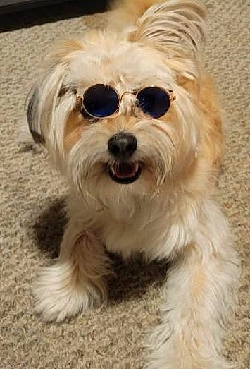 Shaggy is registered to the contest to win money with this photo: canidae, carnivore, companion_dog, dog, dog_breed, dog_collar, dog_supply, eyewear, fur, glasses, goggles, head, small_terrier, snout, sporting_group, sunglasses, terrier, toy_dog, vision_care, working_animal