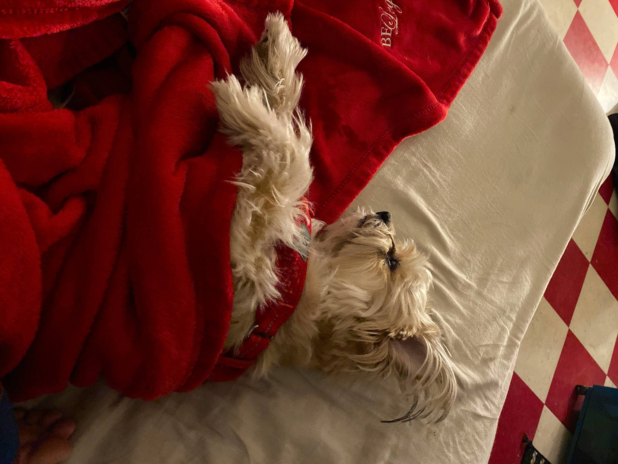 Shaggy is registered to the contest to win money with this photo: bed_sheet, carmine, carnivore, comfort, companion_dog, dog, dog_breed, event, flower, fur, linens, magenta, peach, petal, red, room, rose, rose_order, sleeve, textile