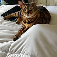 Dior joined the competition — help win amazing prizes! cat, tabby_cat, pet, animal, feline, striped_fur, green_eyes, whiskers, collar, lying_down, bed, comforter, bedroom, tablet, indoor, home, relaxed, portrait, furniture, sleeping_area