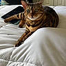 cat, tabby_cat, pet, animal, feline, striped_fur, green_eyes, whiskers, collar, lying_down, bed, comforter, bedroom, tablet, indoor, home, relaxed, portrait, furniture, sleeping_area
