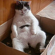Ti Pépère a rejoint le concours — aidez-le/la à gagner de superbes lots ! cat, feline, white_cat, gray_markings, cardboard_box, indoors, floor, wood_paneling, relaxed, sleepy, sitting, lying_down, fluffy, fur, paws, whiskers, ears, portrait, funny, home