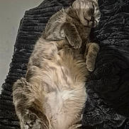 Mimi participe au concours pour gagner de l'argent avec cette photo : cat, sleeping, tabby, fluffy, pet, relaxing, indoor, cozy, fur, animal, whiskers, paw, bed, blanket, resting, domestic_cat, cute, feline, soft, peaceful