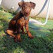 Viguo participe au concours pour gagner de l'argent avec cette photo : puppy, dog, brown_dog, grass, outdoor, sunlight, trampoline, pet, animal, collar, young_dog, sitting, nature, daylight, playful, cute, canine, fur, ears, shadow