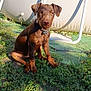 puppy, dog, brown_dog, grass, outdoor, sunlight, trampoline, pet, animal, collar, young_dog, sitting, nature, daylight, playful, cute, canine, fur, ears, shadow