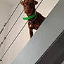 Chouchou participe au concours pour gagner de l'argent avec cette photo : dog, brown_dog, pet, collar, green_collar, staircase, indoor, modern, railing, metal, curious, looking_down, animal, canine, guarding, house, wall, architecture, rope, sitting