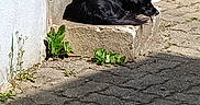 Inaya participe au concours pour gagner de l'argent avec cette photo : dog, black_dog, sleeping, step, concrete, outdoor, sunlight, shadow, pavement, plants, greenery, bucket, wall, quiet, resting, animal, pet, daytime, nature, relaxation