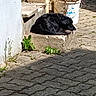 dog, black_dog, sleeping, step, concrete, outdoor, sunlight, shadow, pavement, plants, greenery, bucket, wall, quiet, resting, animal, pet, daytime, nature, relaxation