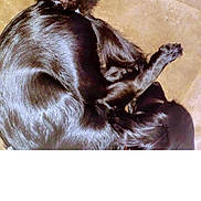 Inaya a rejoint le concours — aidez-le/la à gagner de superbes lots ! dog, cat, black_dog, black_cat, curled_up, sleeping, resting, cozy, furry, pet, animal, indoor, beige_background, companion, cute, small_cat, shiny_fur, curled_tail, peaceful, friendship