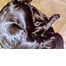 dog, cat, black_dog, black_cat, curled_up, sleeping, resting, cozy, furry, pet, animal, indoor, beige_background, companion, cute, small_cat, shiny_fur, curled_tail, peaceful, friendship