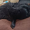dog, black_dog, couch, brown_cushion, sleeping, resting, fur, wooden_armrest, mug, tube, papers, indoor, cozy, relaxing, pet, furniture, home, comfortable, animal, napping