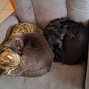 Channel a rejoint le concours — aidez-le/la à gagner de superbes lots ! cat, dog, pets, sleeping, cuddle, fur, cozy, armchair, indoor, resting, companions, gray_cat, tabby_cat, black_dog, curled_up, cute, animal, feline, canine, relaxing