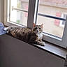 Channel a rejoint le concours — aidez-le/la à gagner de superbes lots ! cat, tabby, window, windowsill, indoor, pet, animal, resting, feline, curious, home, daylight, relaxed, looking, quiet, house, floor, wall, handle, background