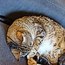 Channel participe au concours pour gagner de l'argent avec cette photo : cat, tabby_cat, sleeping, couch, feline, pet, fur, cozy, resting, animal, domestic_animal, cute, two_cats, indoor, relaxation, paw, whiskers, companion, soft, nap