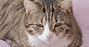 Channel a rejoint le concours — aidez-le/la à gagner de superbes lots ! cat, tabby, pet, animal, feline, resting, indoor, pink_cushion, fur, whiskers, ears, face, cute, cozy, relaxed, domestic, mammal, sleepy, striped, portrait