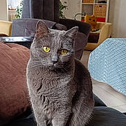 Phoenix participe au concours pour gagner de l'argent avec cette photo : cat, gray_cat, yellow_eyes, couch, living_room, armchair, plants, window, curtains, shelf, basket, decor, indoor, pet, feline, fur, seated, cozy, home, domestic