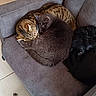 Phoenix participe au concours pour gagner de l'argent avec cette photo : cat, dog, armchair, tabby_cat, gray_cat, black_dog, pet, cozy, sleeping, curled_up, indoor, tile_floor, wooden_door, furniture, resting, animal, companion, cute, domestic, relaxed