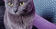 Phoenix a rejoint le concours — aidez-le/la à gagner de superbes lots ! cat, gray_cat, indoor, yellow_eyes, curious, pet, feline, table, tablecloth, remote_control, couch, blanket, jeans, leg, living_room, household_items, furniture, cozy, domestic, closeup