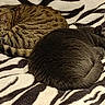 Phoenix a rejoint le concours — aidez-le/la à gagner de superbes lots ! cat, sleeping, tabby_cat, gray_cat, pet, animal, feline, bed, blanket, zebra_print, cozy, resting, indoor, cute, fur, two_cats, domestic_cat, relaxation, companion, nap
