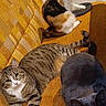 Cookies participe au concours pour gagner de l'argent avec cette photo : cat, cats, calico_cat, tabby_cat, gray_cat, feline, pet, indoor, couch, orange_couch, furniture, relaxed, curious, meowing, animal, domestic_animal, striped, fur, whiskers, paws