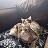 Cookies participe au concours pour gagner de l'argent avec cette photo : cat, tabby_cat, calico_cat, pet, animal, feline, indoor, couch, blanket, patterned_blanket, resting, looking_at_camera, curious, domestic_animal, fur, whiskers, ears, window_light, cozy, home