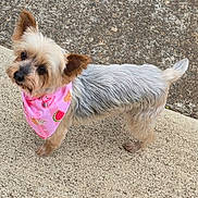 Violet joined the competition — help win amazing prizes! dog, small_dog, pink_bandana, curious, ears, fur, outdoor, concrete, side_view, pet, animal, cute, looking_up, texture, playful, walking, companion, adorable, alert, friendly