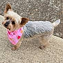adorable, alert, animal, companion, concrete, curious, cute, dog, ears, friendly, fur, looking_up, outdoor, pet, pink_bandana, playful, side_view, small_dog, texture, walking