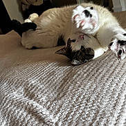 Franklin is registered to the contest to win money with this photo: cat, cats, feline, pets, fluffy, white_cat, calico_cat, lying_down, sleeping, relaxed, playful, cuddling, upside_down, blanket, bed, indoors, home, furniture, animal, funny