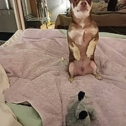 Victor a rejoint le concours — aidez-le/la à gagner de superbes lots ! chihuahua, dog, pet, bed, blanket, plush_toy, bedroom, mirror, reflection, lamp, nightstand, small_dog, sitting, upright, paws, towel, cozy, furniture, human_reflection, smartphone