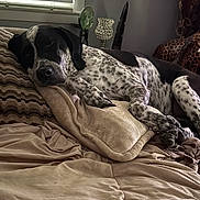 Charity joined the competition — help win amazing prizes! animal, bed, black_and_white, blanket, canine, comfort, couch, dog, fur, home, indoor, nose, paw, pillow, quiet, relaxing, resting, sleepy, spotted, window