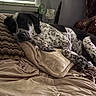 animal, bed, black_and_white, blanket, canine, comfort, couch, dog, fur, home, indoor, nose, paw, pillow, quiet, relaxing, resting, sleepy, spotted, window