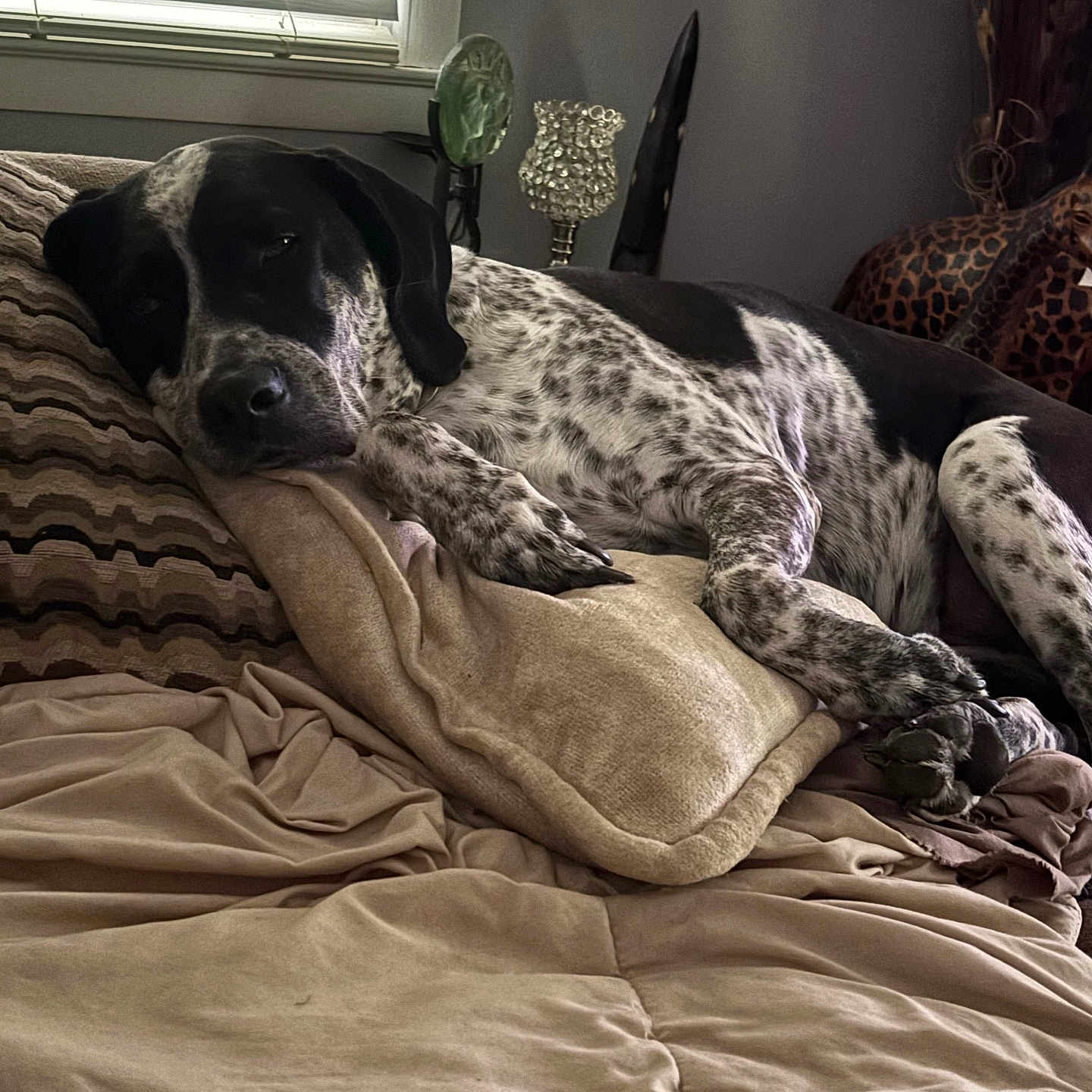 Charity joined the competition — help win amazing prizes! animal, bed, black_and_white, blanket, canine, comfort, couch, dog, fur, home, indoor, nose, paw, pillow, quiet, relaxing, resting, sleepy, spotted, window